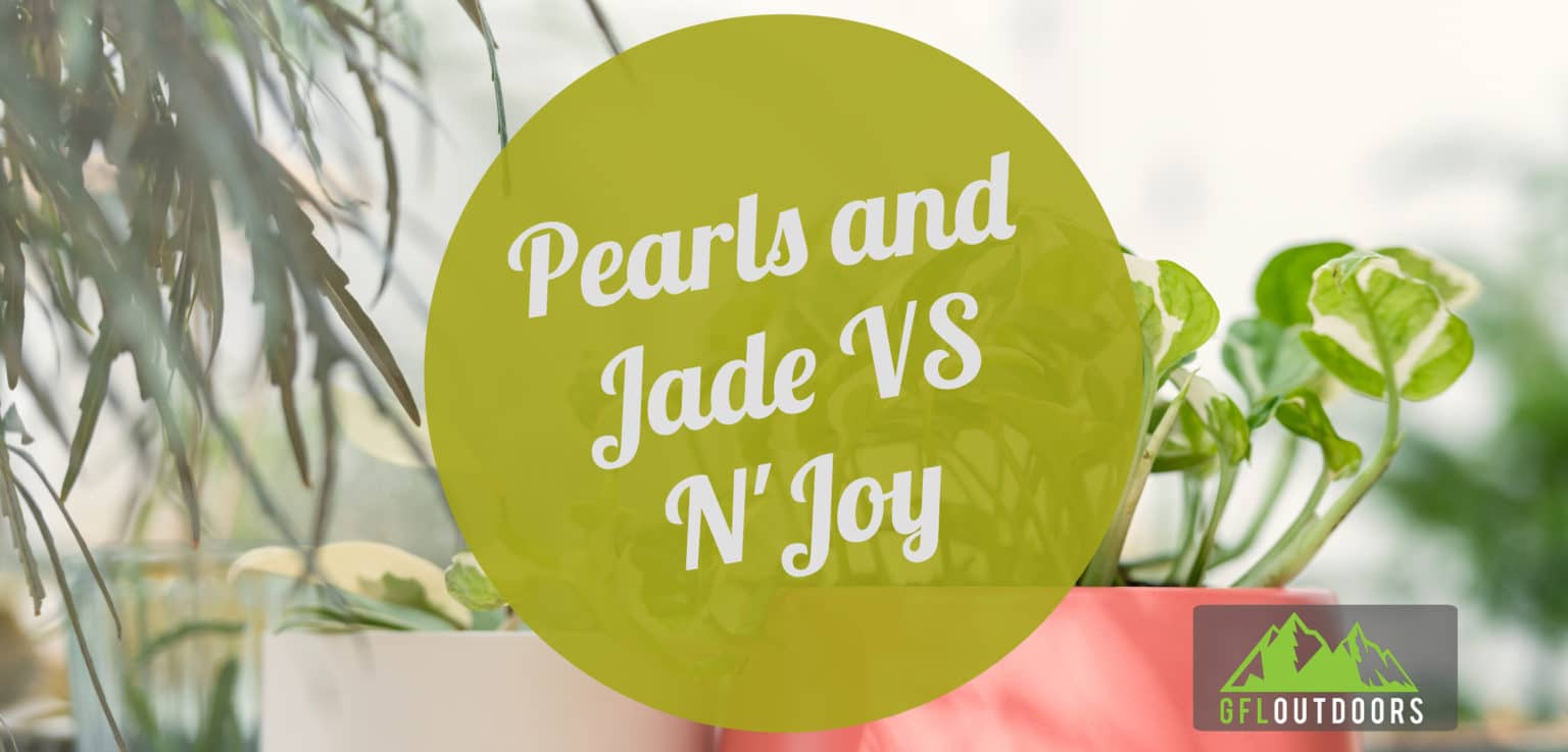 Pothos Pearls And Jade Archives Gfl Outdoors