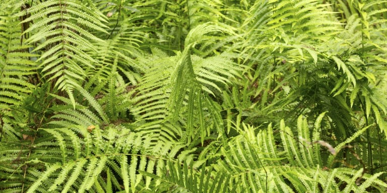 How Cold can Ferns Tolerate: How Far Down Can The Temperature Go?