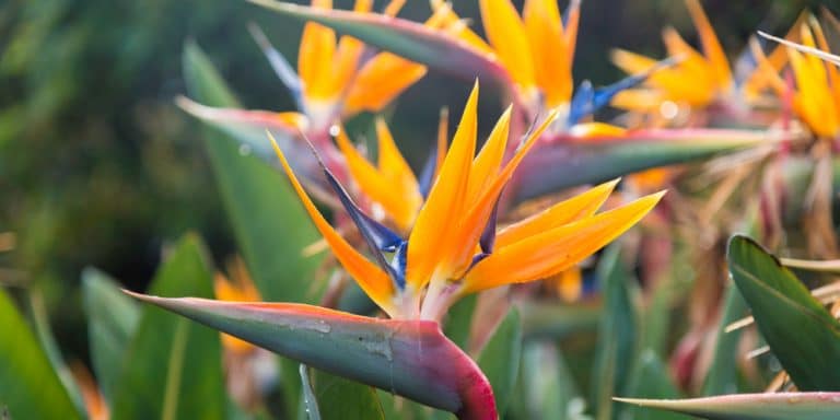 Bird of Paradise Root Rot: How to Keep Your Plant Healthy and Happy