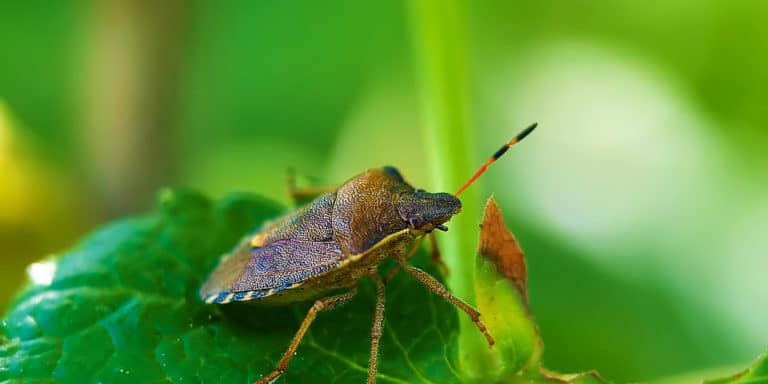 How to Eliminate Chinch bugs in St Augustine Grass? - GFL Outdoors