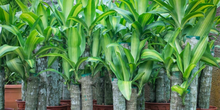 plants-that-look-like-corn-but-isn-t-id-guide-gfl-outdoors