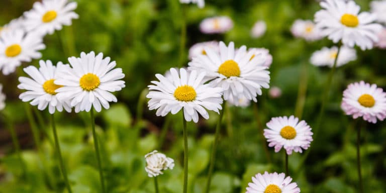 little-white-flowers-in-grass-most-common-species-gfl-outdoors