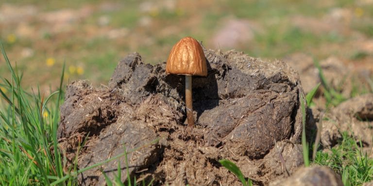 do mushrooms grow in poop