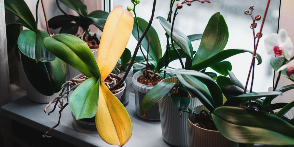 Why Are My Orchid Leaves Turning Yellow GFL Outdoors