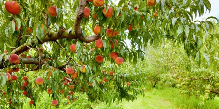 Peach Tree Leaves Wilting: How to Fix Drooping Peach Tree Leaves