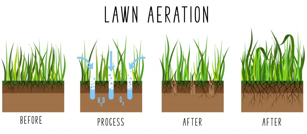 Aerating Centipede Grass: When and How Should You Do It?