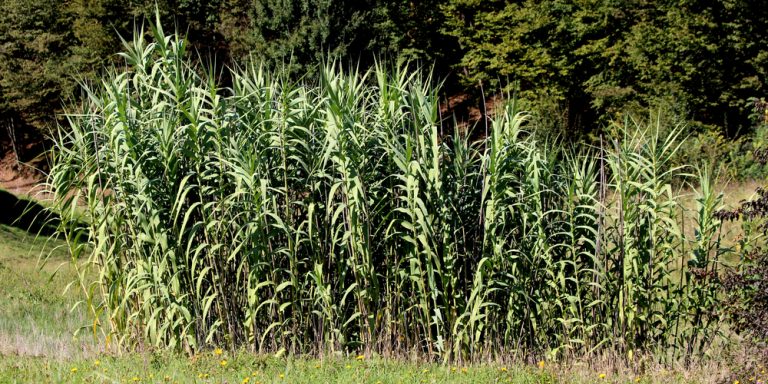 Plants that Look Like Corn But Isn't: ID Guide - GFL Outdoors