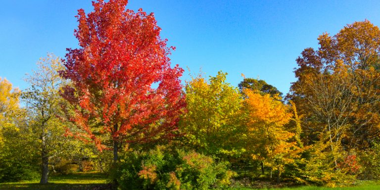 Autumn Blaze Maple Pros and Cons - GFL Outdoors