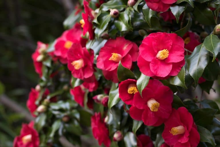 Why Won't My Camellia Flower? Potential Causes of Poor Blooms