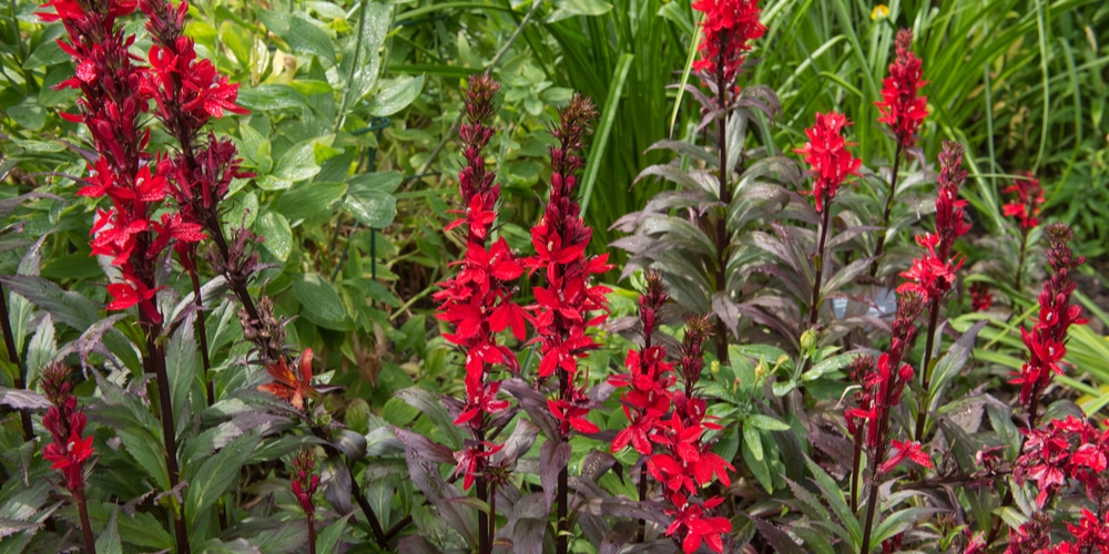 6 Great Plants That Like (and will soak up) Wet Soil in Zone 5