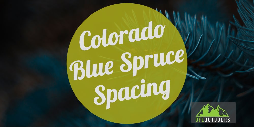 How Far Apart Do You Plant Colorado Blue Spruce Trees GFL Outdoors   Colorado Blue Spruce Spacing 