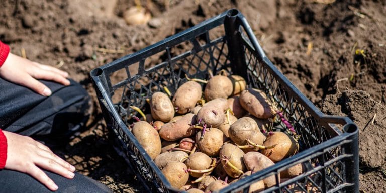 why-do-potatoes-grow-eyes-how-to-prevent-sprouting