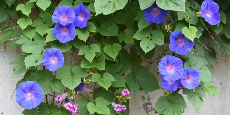 When (and How Long) do Morning Glories Bloom? - GFL Outdoors