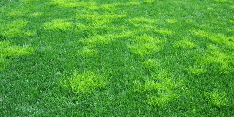 Killing Poa Annua in Bermuda Grass: Tips and Tricks - GFL Outdoors