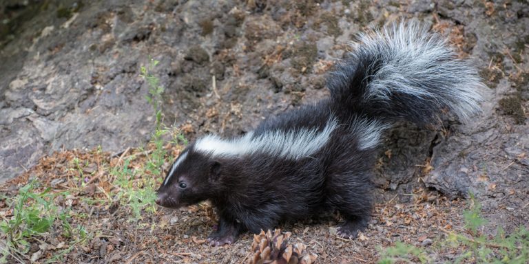 Can Skunks Climb Trees? Are Skunks Good Climbers? - Gfl Outdoors