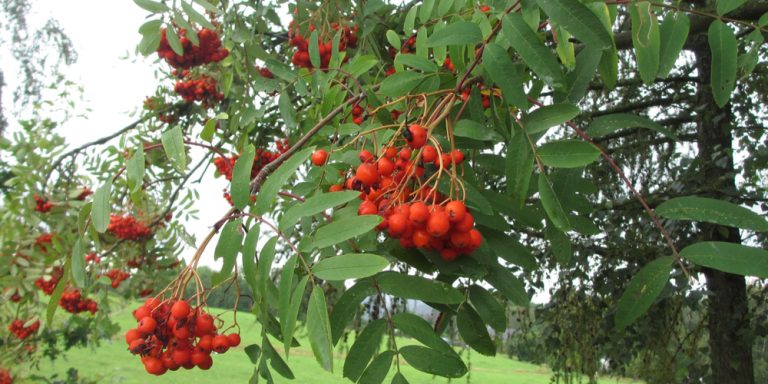 best-fruit-trees-to-grow-in-tennessee-gfl-outdoors