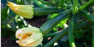 when to pick zucchini