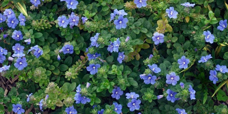 Landscaping Essentials: Blue Daze as a Ground Cover Plant - GFL Outdoors