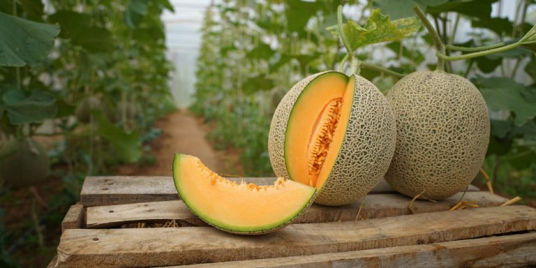 Do Deer Eat Cantaloupe? [Yes, But It's Not a Favorite] - GFL Outdoors