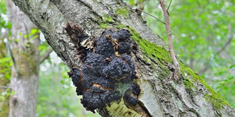 Mushrooms that Grow On Oak Trees - GFL Outdoors