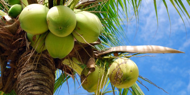 do-all-palm-trees-have-coconuts-archives-gfl-outdoors