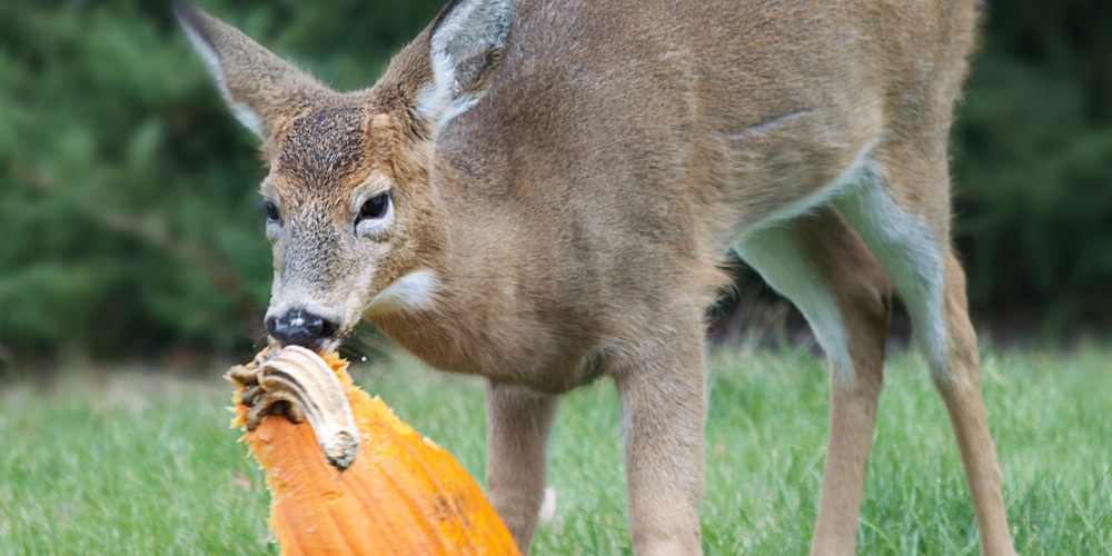 17 Solutions to Keep Deer Off Your Property