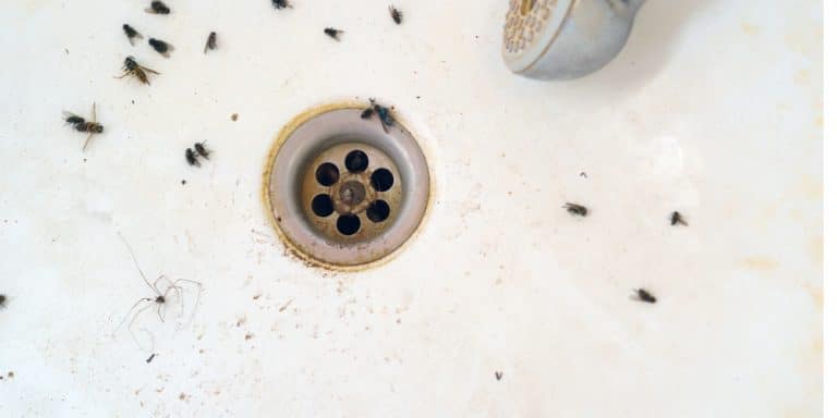 How to Get Rid of Drain Flies: Quick Solutions for a Bug-Free Home ...