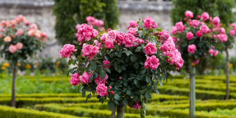 French Flowers: Blooming Plants That Are Native to France