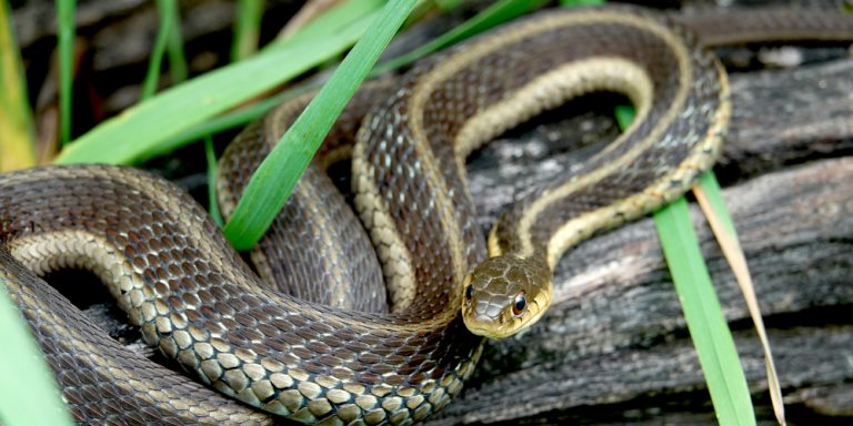 Do Garter Snakes Bite? It's Super Raree - GFL Outdoors