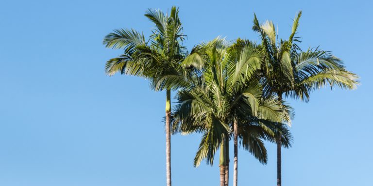 Zone 9 Palm Trees [What Palms Thrive + Best Care Practices]