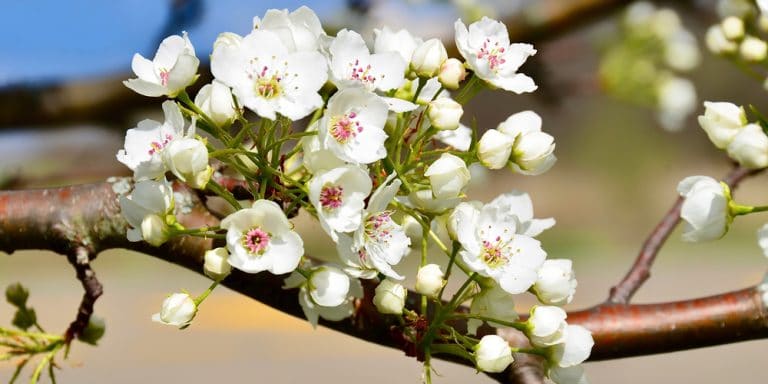 are-pear-trees-self-pollinating-understanding-the-pollination-process