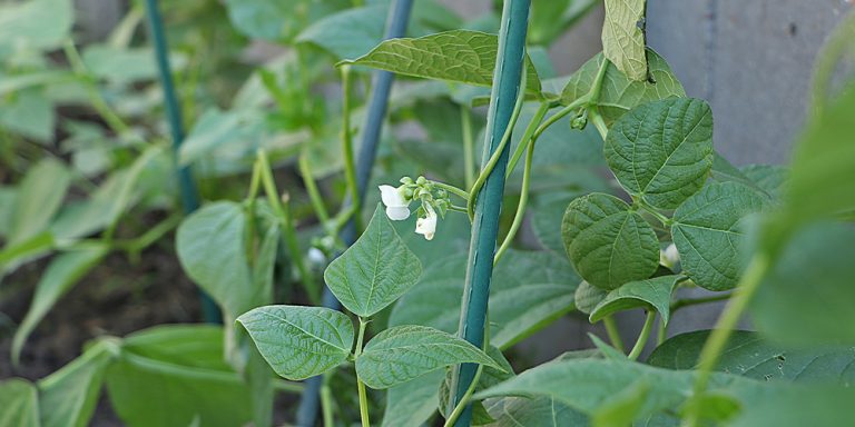 How Many Pole Beans Per Square Foot: Square Foot Gardening