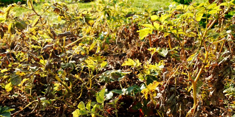 what-do-potato-plants-look-like-when-they-are-ready-to-harvest