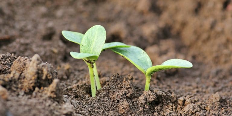 What Do Pumpkin Sprouts Look Like GFL Outdoors