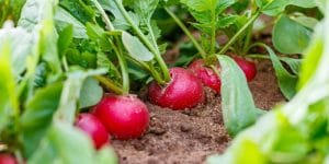 why are my radishes splitting