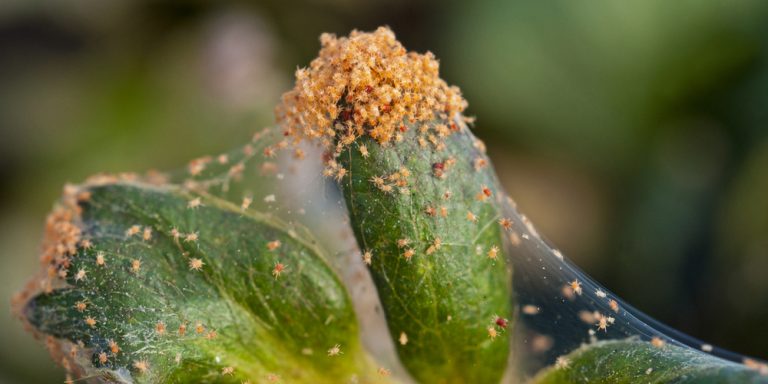 do-ladybugs-eat-spider-mites-effective-pest-control-methods