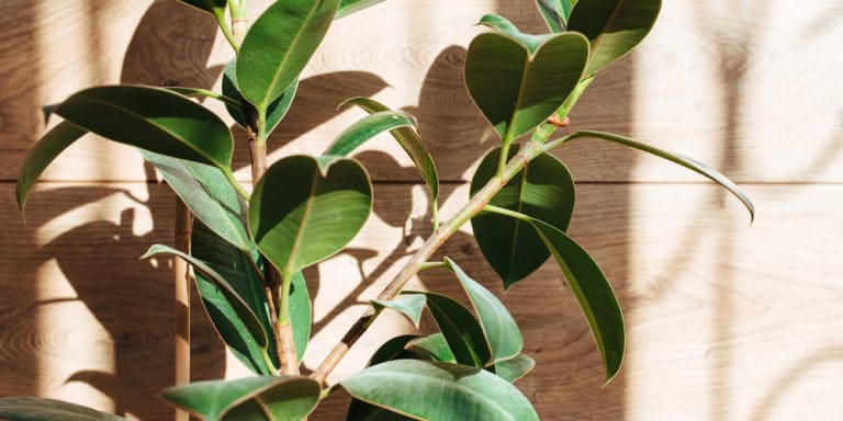 Rubber Plant Leaves Falling Off? Here's What to Do About It