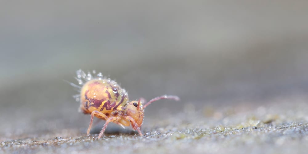 How to Get Rid of Springtails?
