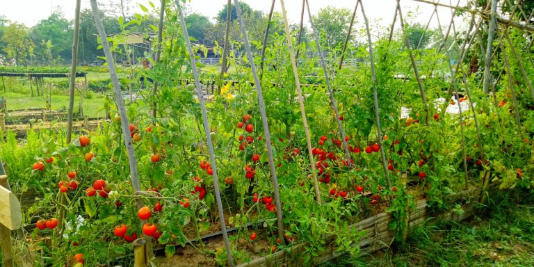 How Tall Do Tomato Plants Grow All You Must Know Gfl Outdoors