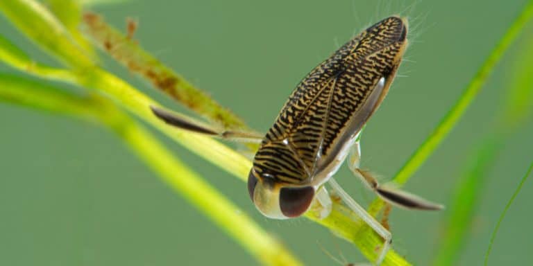 What Attracts Water Bugs In The House