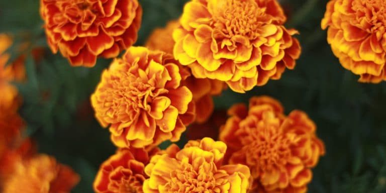 Marigold Color: What Color Are Marigolds - GFL Outdoors