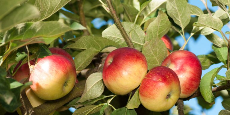 Minnesota Fruit Trees: What fruit trees grow well in Minnesota