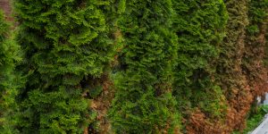 How To Cut Down Arborvitae