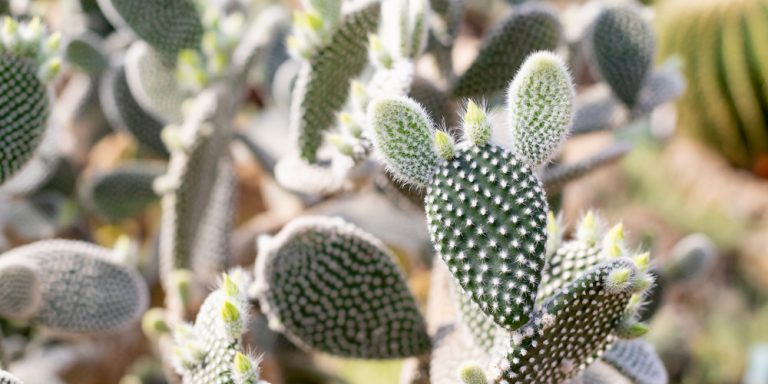 Zone 8 Cactus: The Ultimate Guide - GFL Outdoors