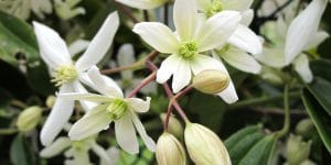 Will clematis grow in Phoenix?