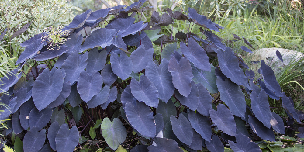 Do Elephant Ears Come Back Every Year? - GFL Outdoors