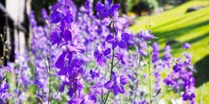 Great Blue Lobelia