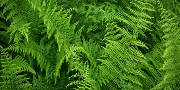 Zone 8 Ferns With Landscaping Potential - GFL Outdoors