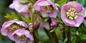 Hellebores Zone 8