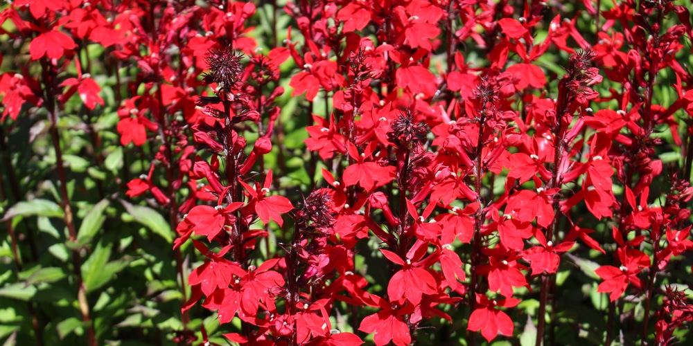 Lobelia Vulcan Red Care: Everything You Need to Know - GFL Outdoors